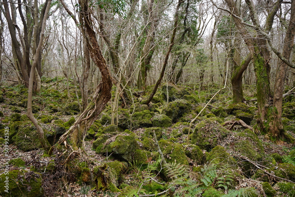 mossy rocks and bare trees in wild forest mossy rocks and bare trees in wild forest