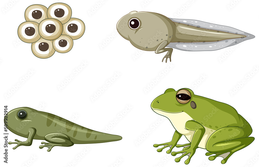 Frog Life Cycle Diagram Stock Vector Adobe Stock frog-life-cycle-diagram-stock-vector-adobe-stock