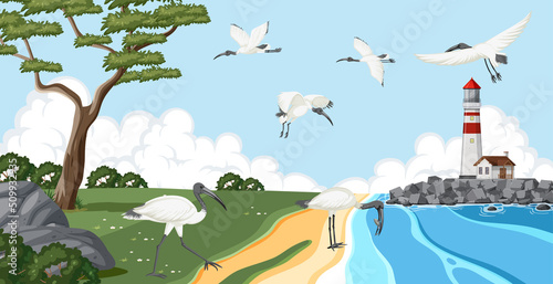 Australian white ibis group in wetland landscape