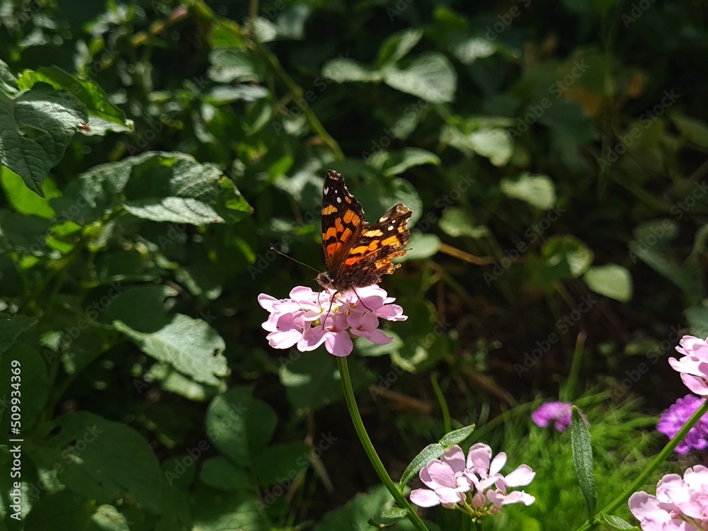 Mariposa con alas rotas. Mariposa naranja con negro descansando en una flor rosada. Fondo de plantas con muchas hojas verdes. Mariposa con alas rotas. Mariposa naranja con negro descansando en una flor rosada. Fondo de plantas con muchas hojas verdes.