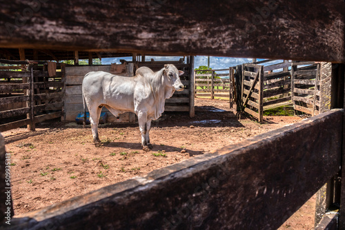 Nellore bull inside on the wooden corral in a ranch in Brazil