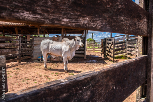 Nellore bull inside on the wooden corral in a ranch in Brazil photo