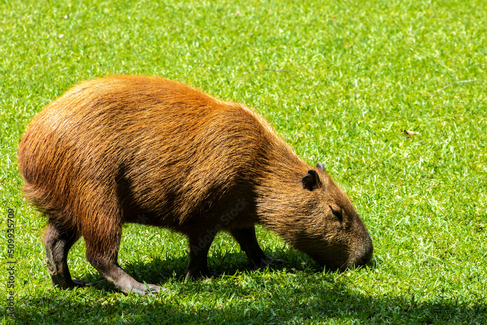 The largest living rodent in the world: Capybara (hydrochoerus hydrochaeris) on the lawn, Brazil The largest living rodent in the world: Capybara (hydrochoerus hydrochaeris) on the lawn, Brazil