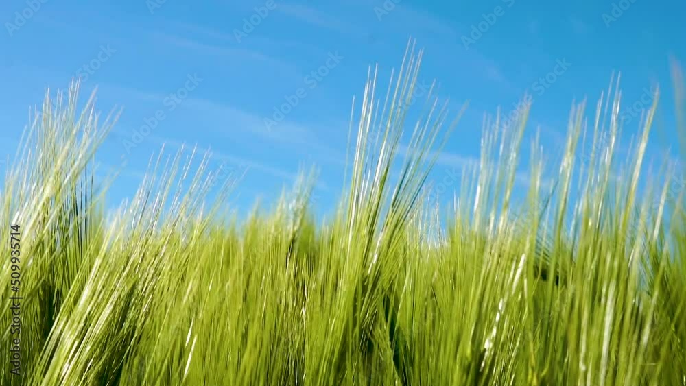Field Of Green Wheat Ears Against Blue Sky. Close Up Shot Field Of Green Wheat Ears Against Blue Sky. Close Up Shot