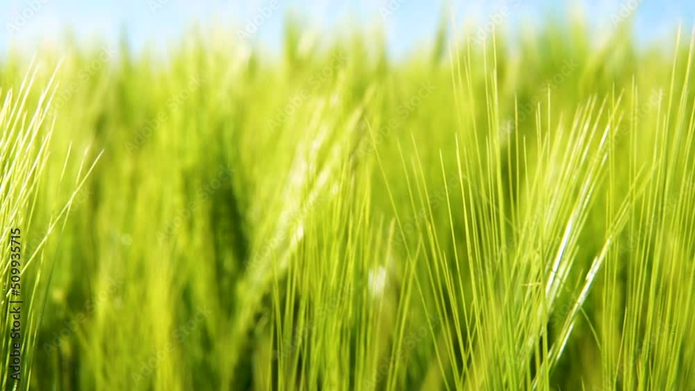 Defocus Greenery Spikelets Of Organic Wheat Field On Sunny Daytime. Selective Focus Shot Defocus Greenery Spikelets Of Organic Wheat Field On Sunny Daytime. Selective Focus Shot