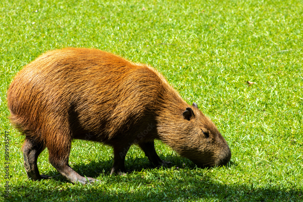The largest living rodent in the world: Capybara (hydrochoerus hydrochaeris) on the lawn, Brazil