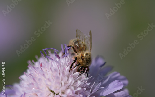 Close up of a honey bee sitting on a purple flower looking for pollen. The bee is full of round pollen. The background is green and purple. © leopictures
