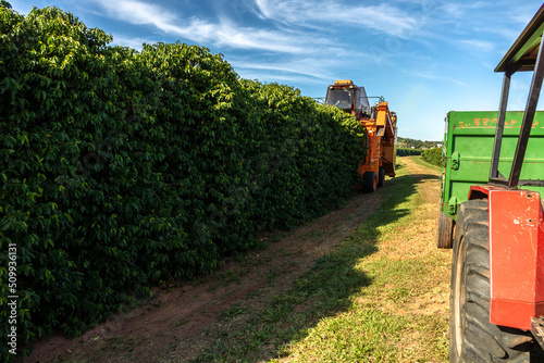 Vera Cruz, Sao Paulo, Brazil, May 27, 2022. Mechanized coffee harvest in the municipality of Vera Cruz, midwest region of Sao Paulo