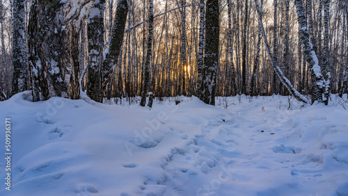 Winter morning in a birch grove. The sun shines through the bare branches and trunks of trees. Snowdrifts on the ground. Altai