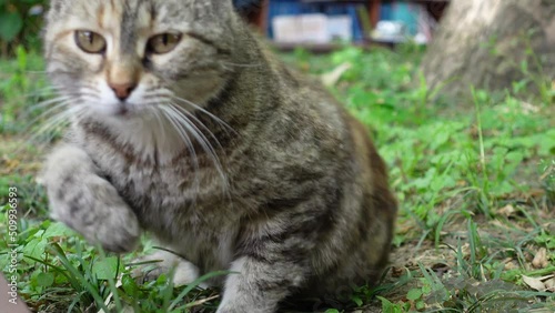 Wallpaper Mural Turkish Street Cat - Istanbul (Turkey) Torontodigital.ca