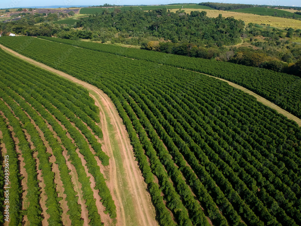 Aerial drone view of a green coffee field in Brazil Aerial drone view of a green coffee field in Brazil