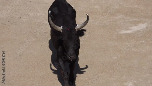 aggressive black bull during the attack