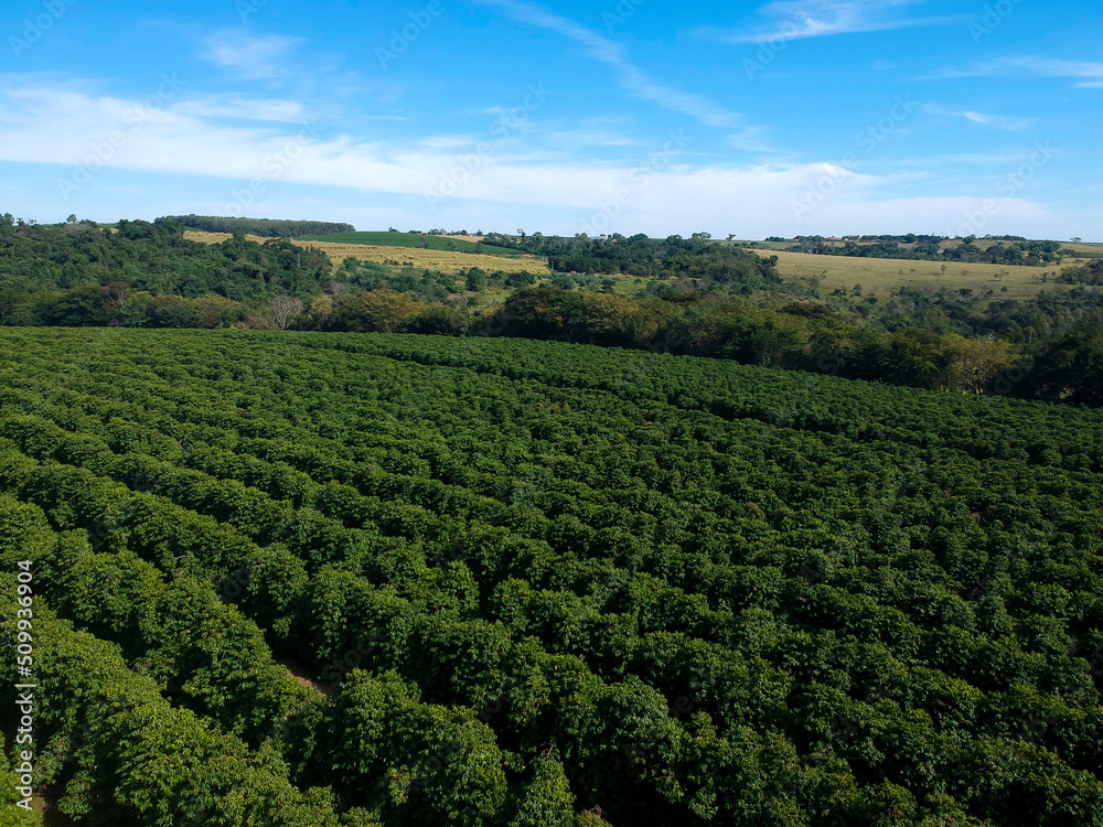 Aerial drone view of a green coffee field in Brazil