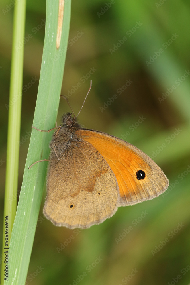 Fototapeta premium A Meadow Brown Butterfly, Maniola jurtina, resting on a blade of grass.