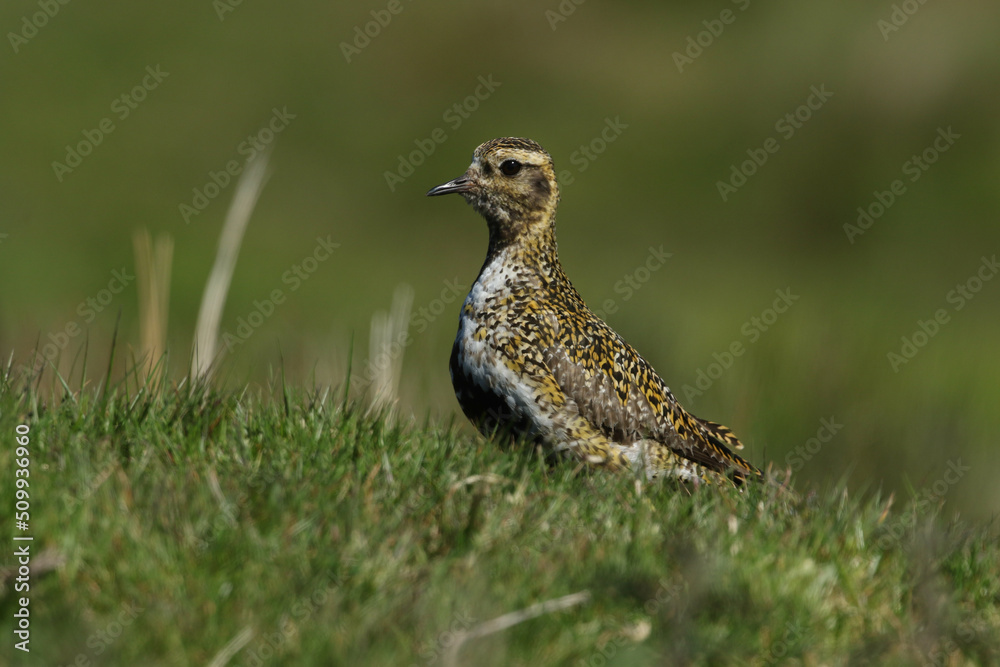 A magnificent Golden Plover, Pluvialis apricaria, breeding in the moors of Durham, UK. A magnificent Golden Plover, Pluvialis apricaria, breeding in the moors of Durham, UK.