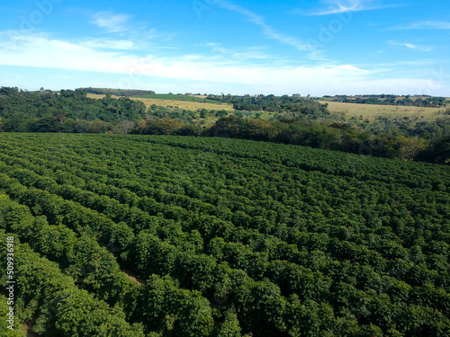 Aerial drone view of a green coffee field in Brazil