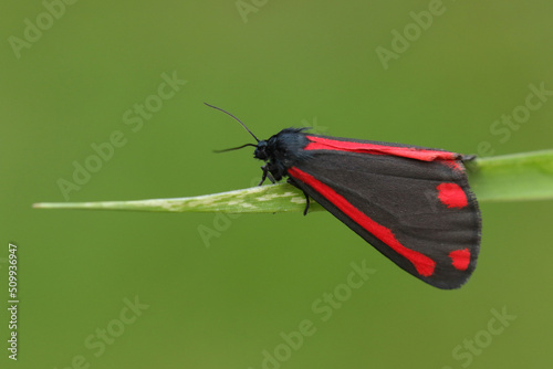 A Cinnabar Moth, Tyria jacobaeae, resting on a blade of grass in a meadow. photo