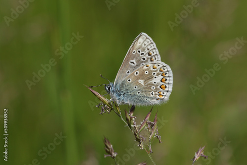 A stunning newly emerged male Common Blue Butterfly, Polyommatus icarus, perching on grass seeds in a meadow in springtime.