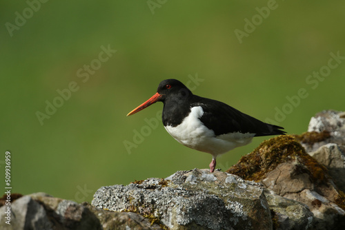 A beautiful Oystercatcher, Haematopus ostralegus, perching on a stone wall during breeding season in the moors of Durham, UK.