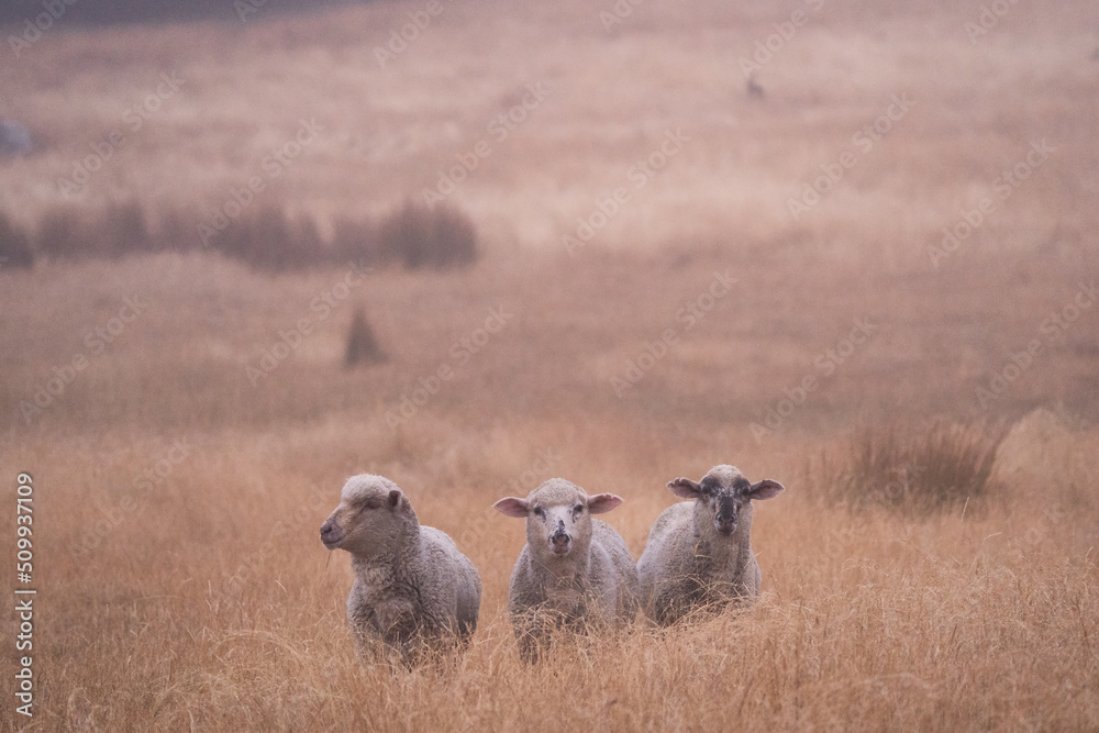 Fototapeta premium Sheep in the field