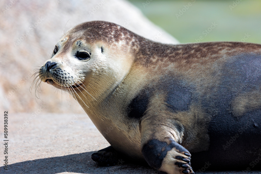 Obraz premium Seehund Portrait