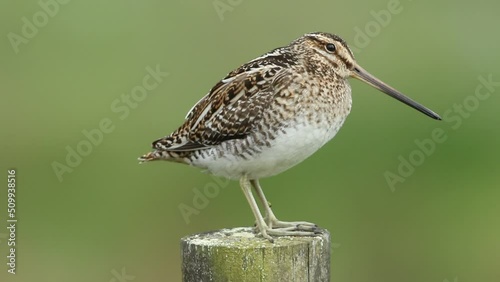 A beautiful Snipe, Gallinago gallinago, perching on a fence post during breeding season in the moors of Durham, UK. photo