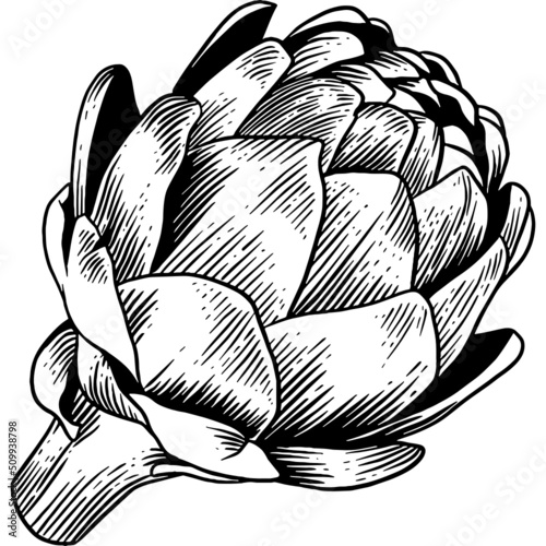 Hand drawn Artichoke