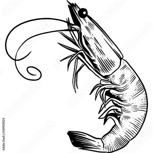 Hand drawn Shrimp