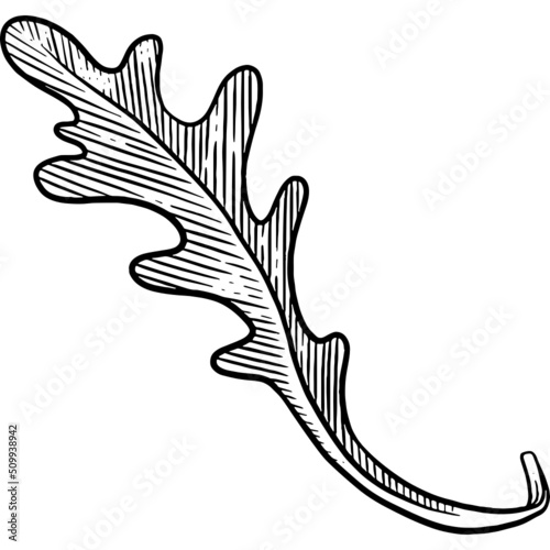 Hand drawn Arugula Leaf
