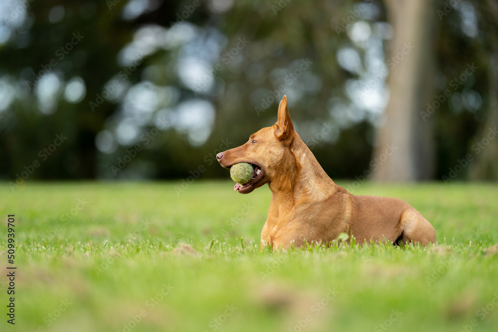 kelpie dog in the australian bush in a park kelpie dog in the australian bush in a park