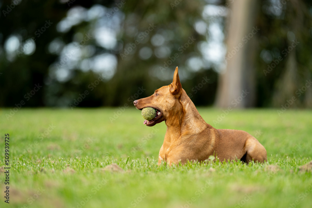 kelpie dog in the australian bush in a park kelpie dog in the australian bush in a park