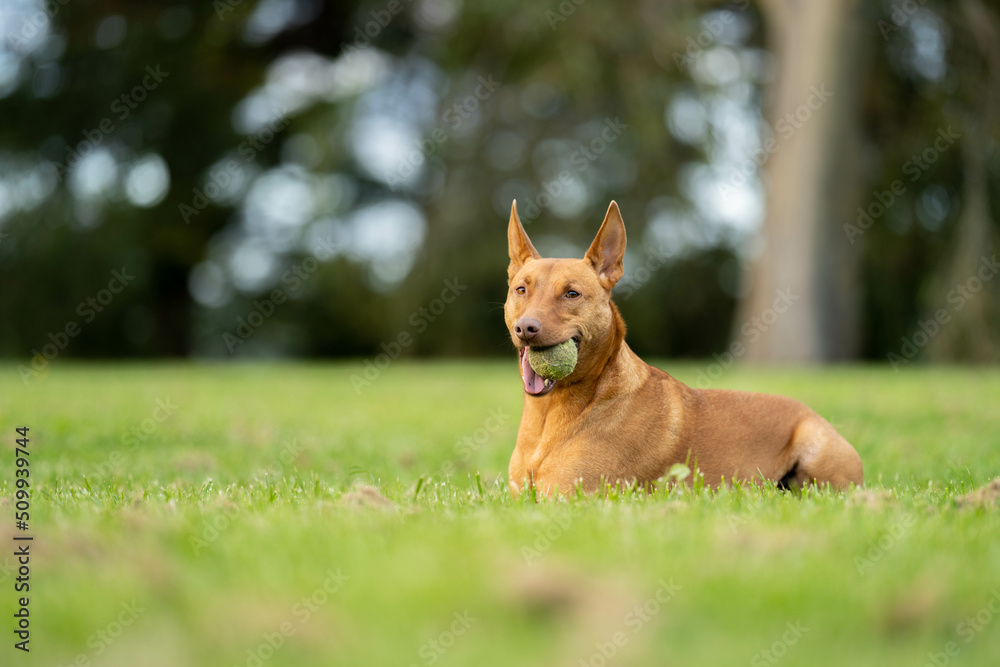 kelpie dog in the australian bush in a park