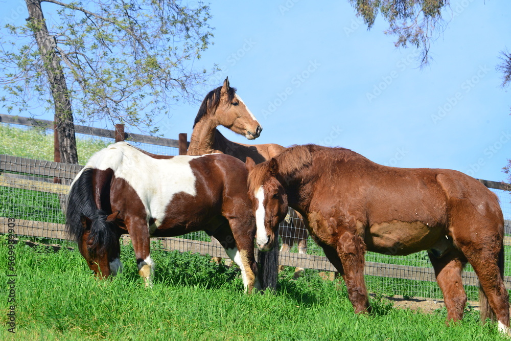 horses in the field