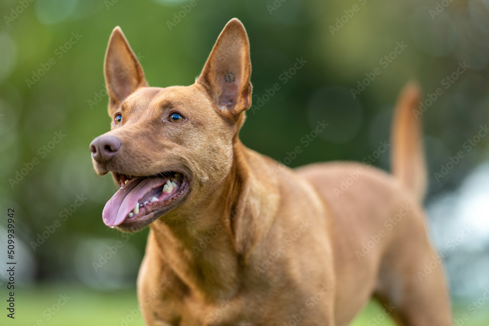 kelpie dog in the australian bush in a park kelpie dog in the australian bush in a park