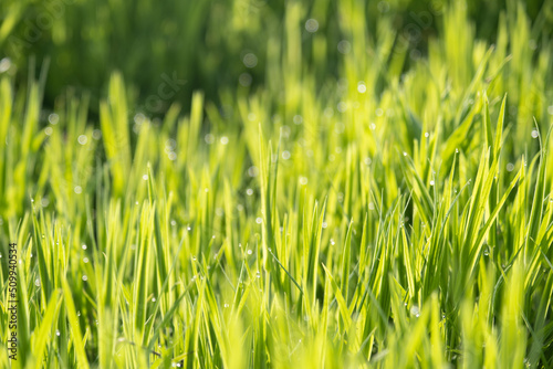 Juicy grass, shoots with raindrops or roses. Succulent background, green plant texture