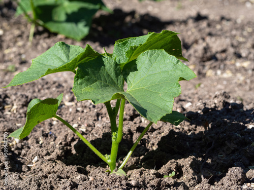 A young cucumber plant with several leaves in the soil, close-up. Growing organic vegetables. Green cucumber bush in spring in the open ground