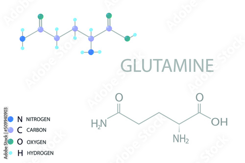 Glutamine molecular skeletal 3D chemical formula.	 photo