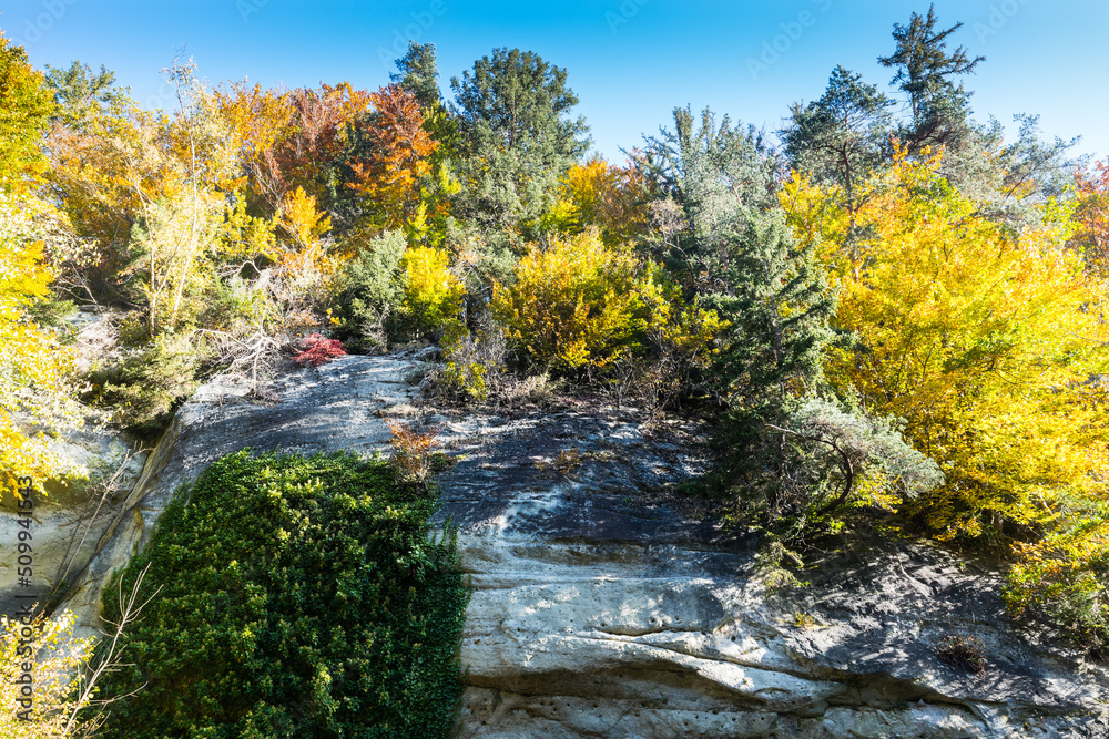 autumn trees on a rock autumn trees on a rock
