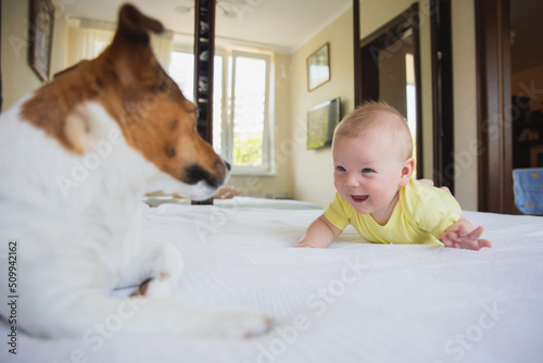 funny five month old baby and jack russell terrier dog play on big bed in bright room