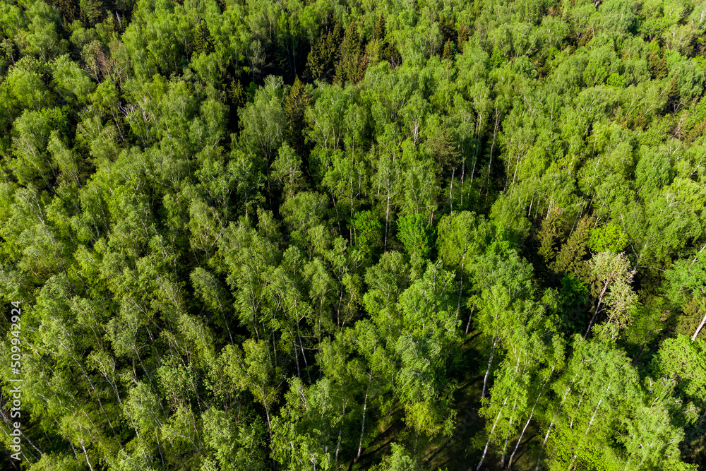 View from a great height of a green birch forest, where spruces also grow