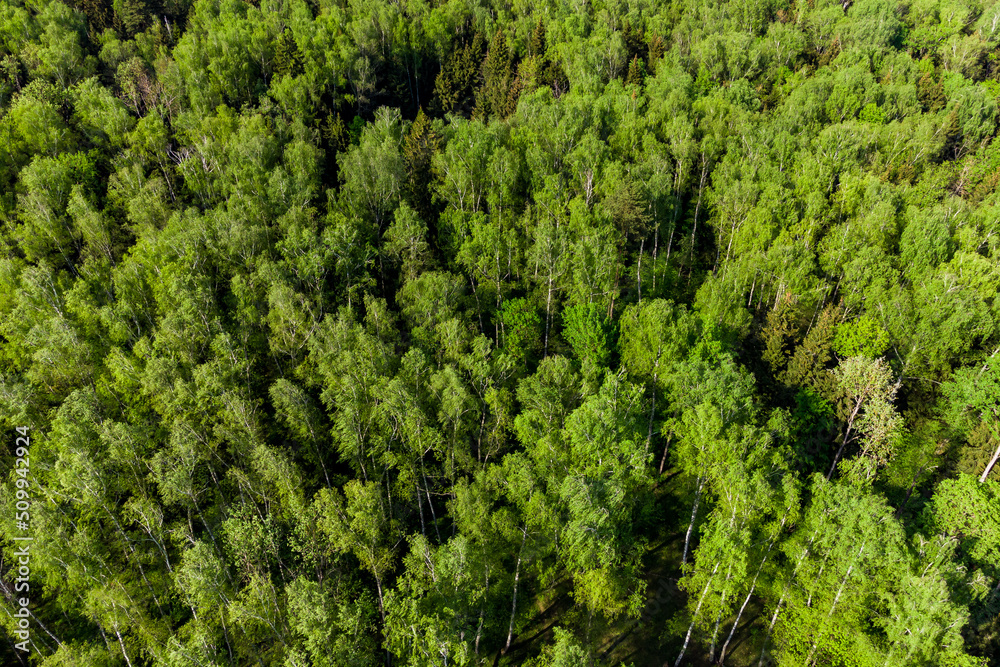 View from a great height of a green birch forest, where spruces also grow View from a great height of a green birch forest, where spruces also grow