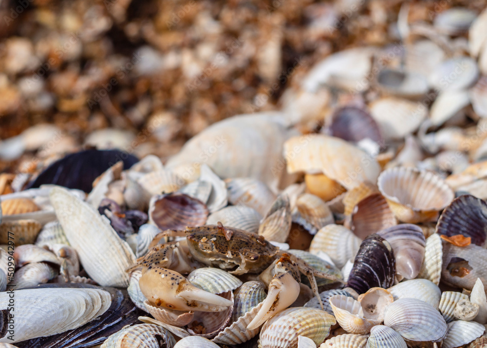Summer beach background shells and a small crab. Seashells and a crab in close-up, on the sand as a natural background with space for text
