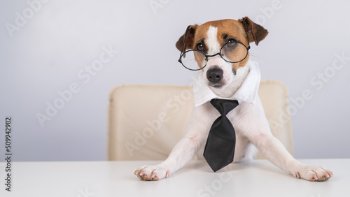 Dog Jack Russell Terrier dressed in a tie and glasses sits at a desk. 