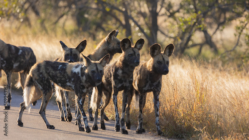 a pack of African wild dogs on the road photo