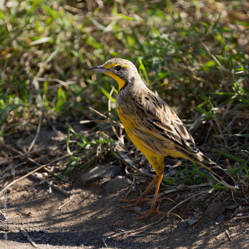 A Yellow-throated longclaw in the wild A Yellow-throated longclaw in the wild