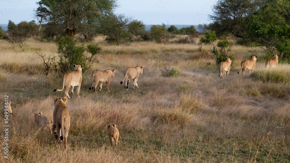 Lionesses with cubs on the move