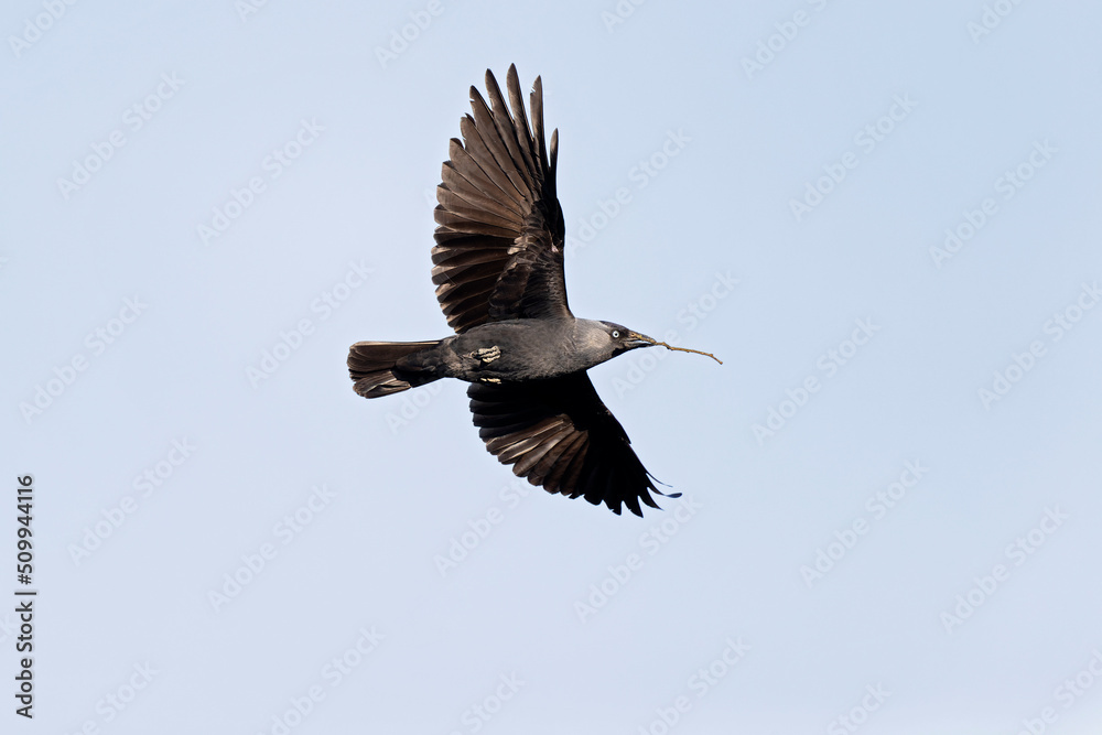 Obraz premium A western jackdaw (Coloeus monedula) flying with nest material.