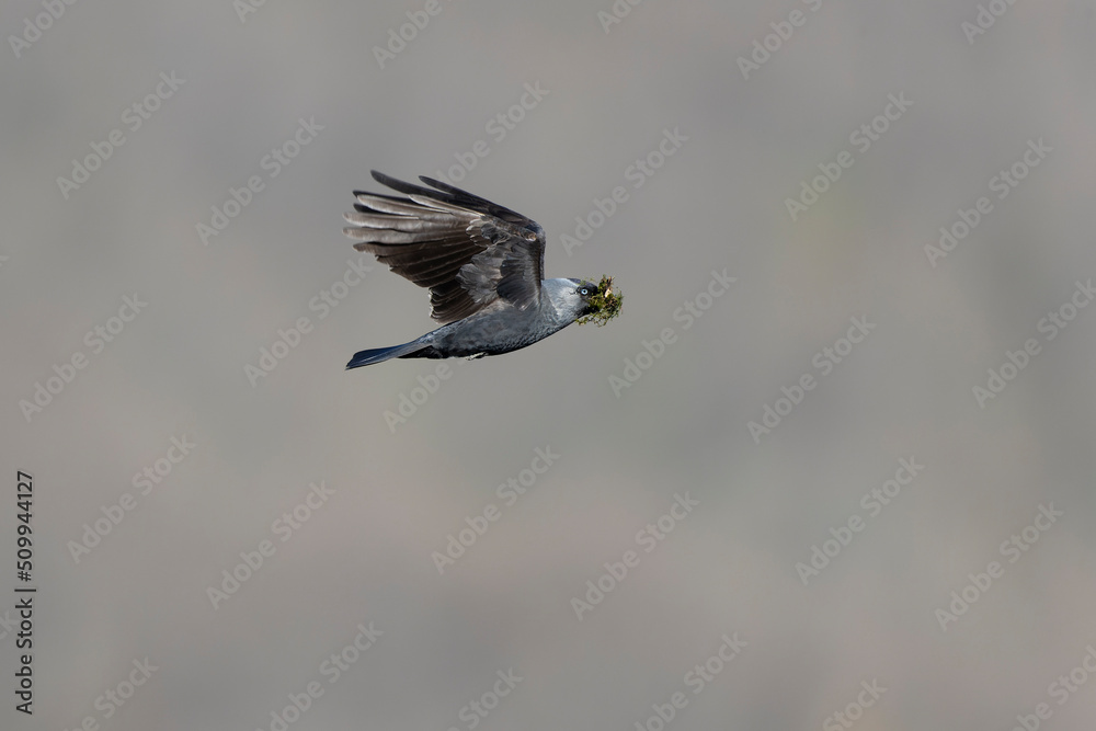 A western jackdaw (Coloeus monedula) flying with nest material. A western jackdaw (Coloeus monedula) flying with nest material.