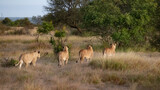 Lionesses with cubs on the move