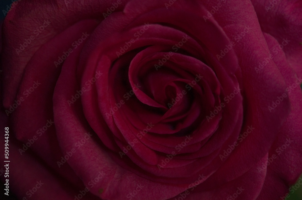 Close up of the red rose Close up of the red rose